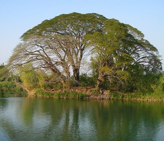 Formación de adultos: la cuestión ecológica y la vida cristiana